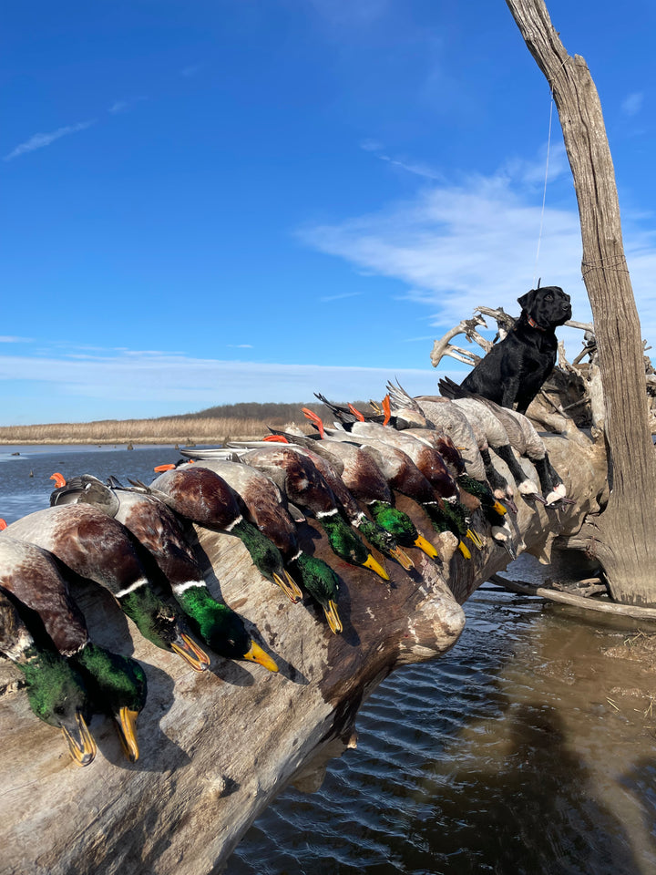 Gallery Boland Decoys
